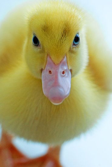 Pekin ördeği yavrusu